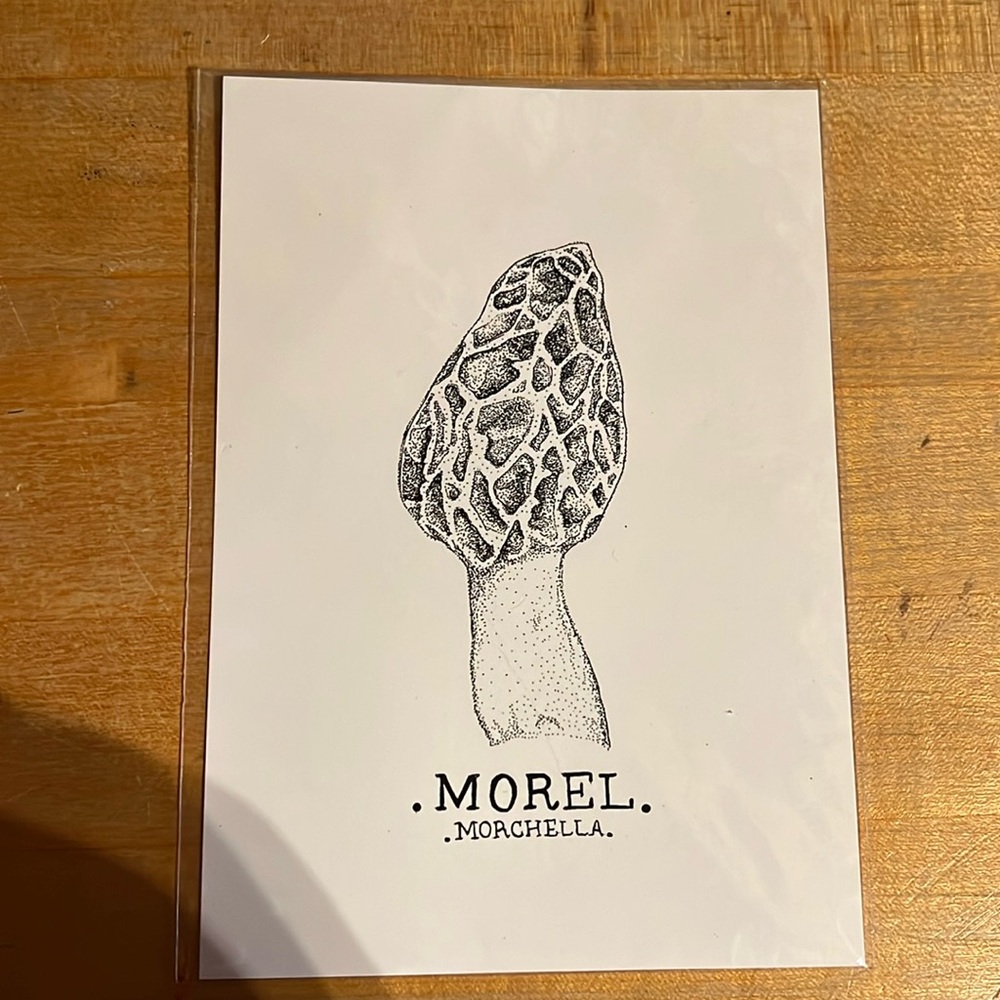 Morel Mushroom Pen Art Print
